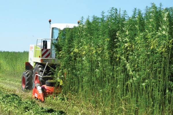 industrial_hemp